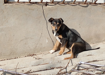 Qiymətdə razılaşmaq olar. 7-8 aylıqdı. Erkəkdir.