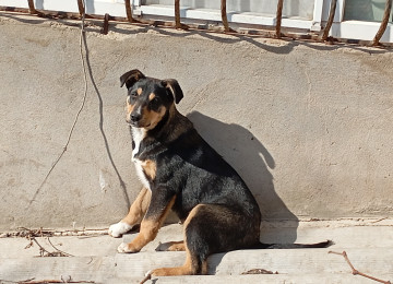 Qiymətdə razılaşmaq olar. 7-8 aylıqdı. Erkəkdir.