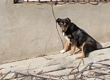 Qiymətdə razılaşmaq olar. 7-8 aylıqdı. Erkəkdir.