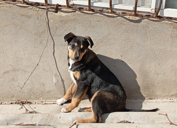 Qiymətdə razılaşmaq olar. 7-8 aylıqdı. Erkəkdir.