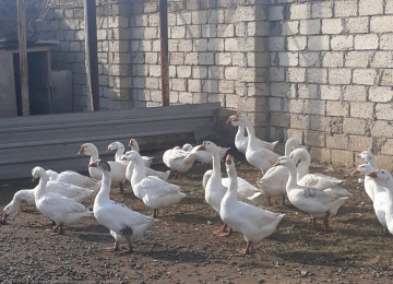 TECİLİ SAHIBINDEN FARMA TESERRUFATİ SATILIR. Deyerinden cox