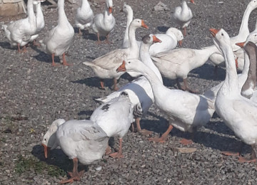 TECİLİ SAHIBINDEN FARMA TESERRUFATİ SATILIR. Deyerinden cox