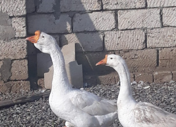 TECİLİ SAHIBINDEN FARMA TESERRUFATİ SATILIR. Deyerinden cox