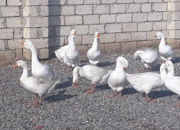 TECİLİ SAHIBINDEN FARMA TESERRUFATİ SATILIR. Deyerinden cox