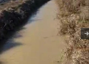 195 hektar ərazi satılır Neftçala Qaravelli ərazi 70 hektar