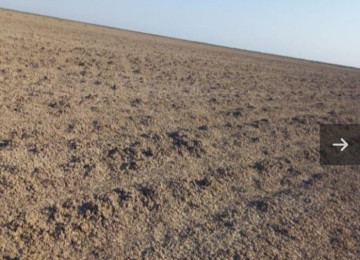 195 hektar ərazi satılır Neftçala Qaravelli ərazi 70 hektar