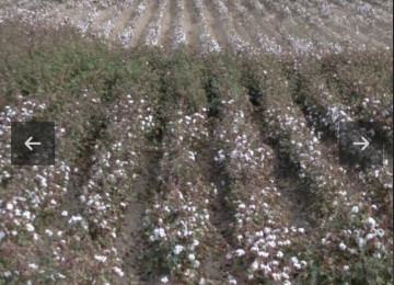 400 ha ərazi satılır Salyan r. Xüsusi Mülkiyyet Kend tes.