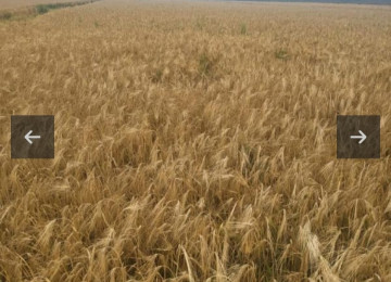 400 ha ərazi satılır Salyan r. Xüsusi Mülkiyyet Kend tes.