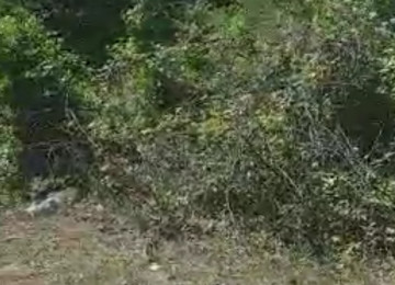 1.5 hektar ərazi satılır Tengealti Afurqa Quba şeheri 250