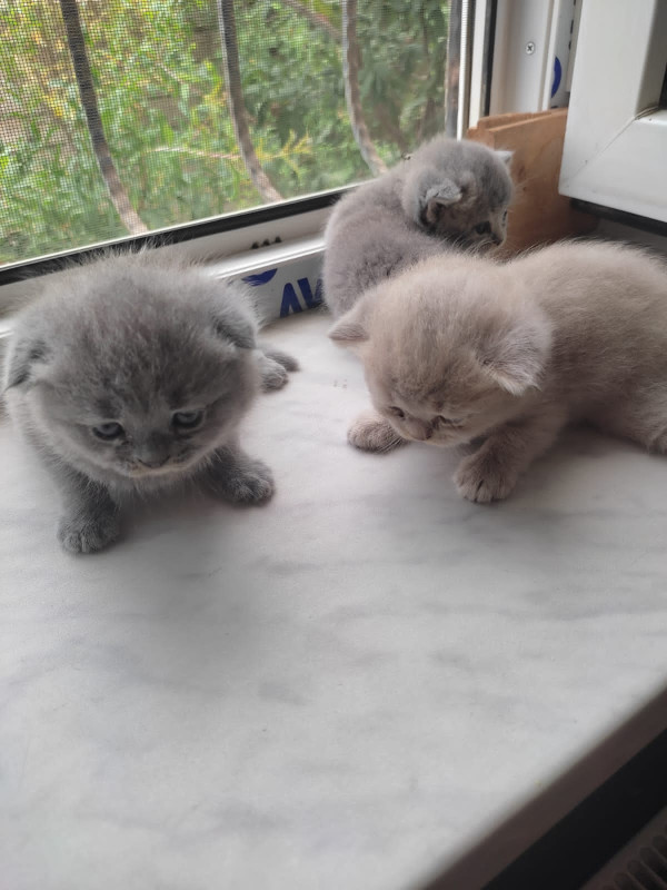 Şotland pişik Şotland pişik balaları 1 aylıq sallaq qulaq 250 azn, sarı