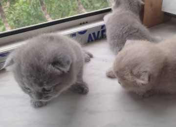 Şotland pişik balaları 1 aylıq sallaq qulaq 250 azn, sarı