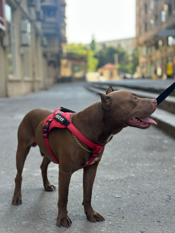 Pitbul rednose Pitbull Rednose 2.5 yaş erkək çox ağıllı itdir. Komandaları