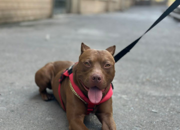 Pitbull Rednose 2.5 yaş erkək çox ağıllı itdir. Komandaları