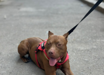 Pitbull Rednose 2.5 yaş erkək çox ağıllı itdir. Komandaları