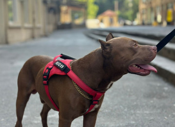 Pitbull Rednose 2.5 yaş erkək çox ağıllı itdir. Komandaları