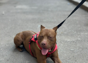 Pitbull Rednose 2.5 yaş erkək çox ağıllı itdir. Komandaları