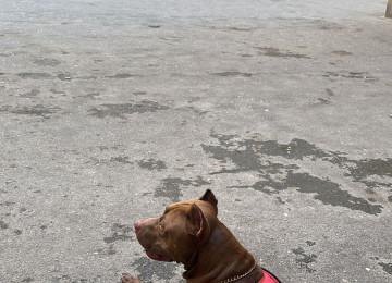 Pitbull Rednose 2.5 yaş erkək çox ağıllı itdir. Komandaları