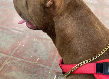 Pitbull Rednose 2.5 yaş erkək çox ağıllı itdir. Komandaları