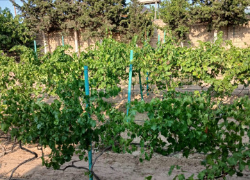 "BAKI ƏMLAK HOUSE" şirkəti tərəfindən Buzovna qəsəbəsində