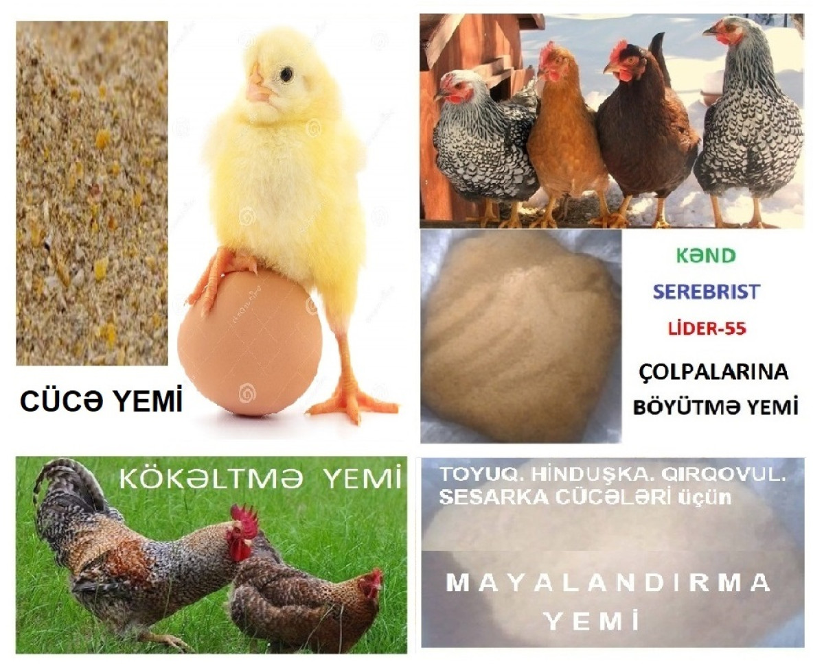 Cücə başlanğıc yemi Cücə başlanğıc yemi №1. Serebrist. Kənd və Ətlik cücələri