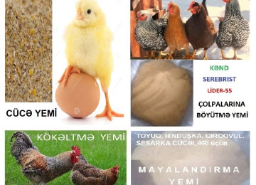 Cücə başlanğıc yemi №1. Serebrist. Kənd və Ətlik cücələri