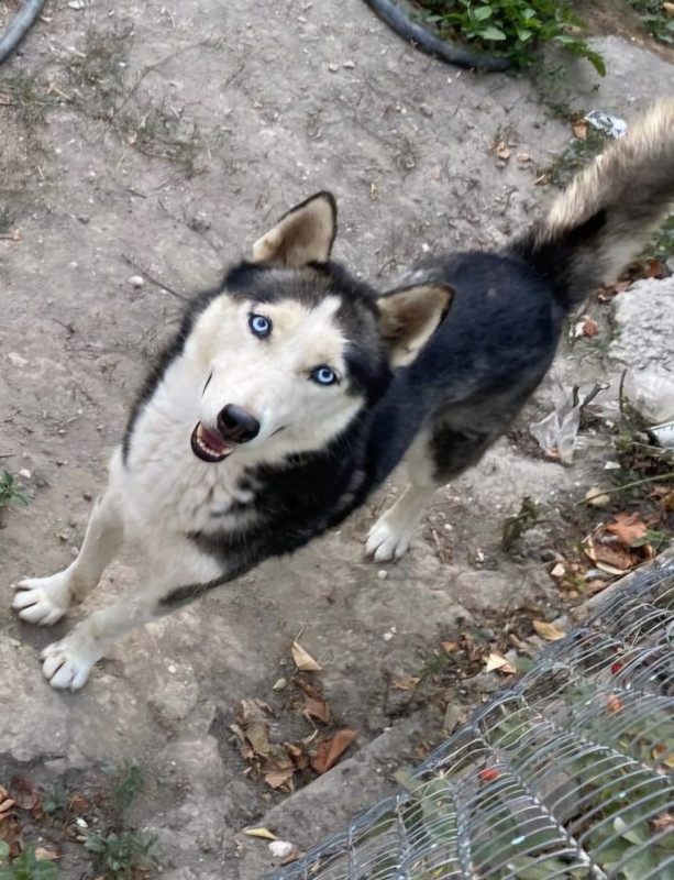 Sibir haskisidi.İşimlə əlaqədar olaraq baxa