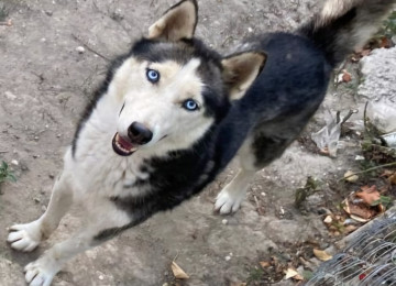 Sibir haskisidi.İşimlə əlaqədar olaraq baxa