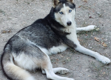 Sibir haskisidi.İşimlə əlaqədar olaraq baxa