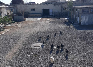 TECILI SAHIBINDEN FARMA TESERRUFATİ SATILIR. Deyerinden cox