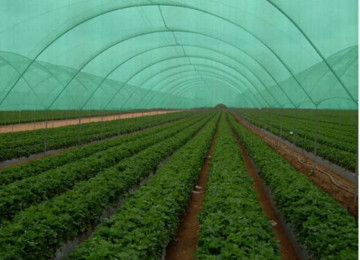 Torun eni - 4 m Uzunluqu - 50 m Torun əsas üstünlüklərindən