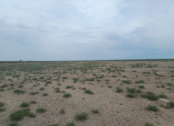 Qala-Zire magistral youndan 500 metr iceride 7 hektar