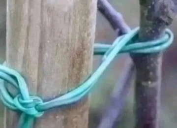 Ağac bağlamaq üçün "Agro rezin" (İtaliya istehsalı). Meyvə