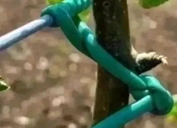 Ağac bağlamaq üçün "Agro rezin" (İtaliya istehsalı). Meyvə