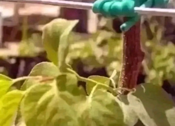 Ağac bağlamaq üçün "Agro rezin" (İtaliya istehsalı). Meyvə