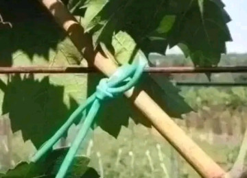 Ağac bağlamaq üçün "Agro rezin" (İtaliya istehsalı). Meyvə