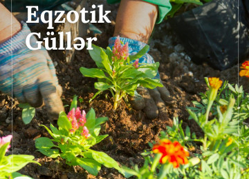 Hər Fəsildə Yaşıl Həyat 🌿 - Dekorativ Ağacların Satışı