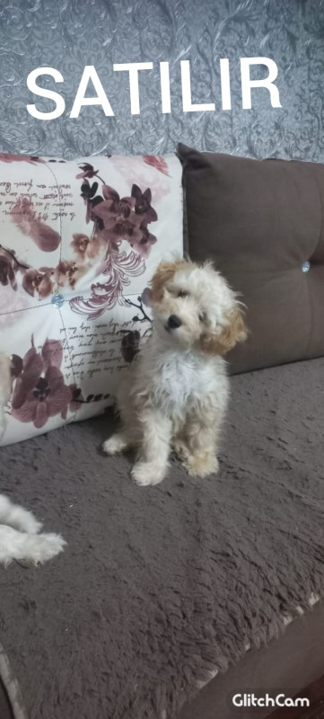 Maltipoo paroda satilir 4 ayliqdi erkekdi tam saglamdi cox