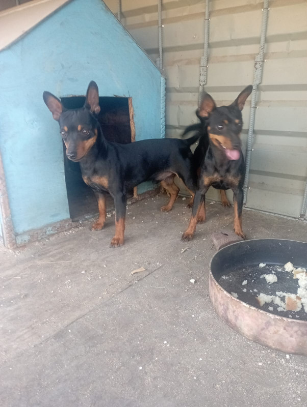 Mini Pinçer, cüt satılır. 3 yaşın içindediler. Çox zirek