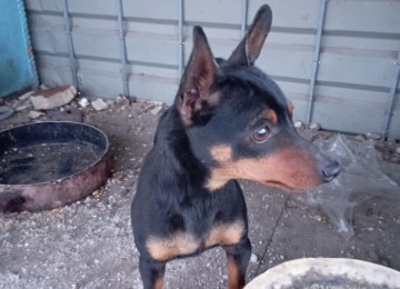 Mini Pinçer, cüt satılır. 3 yaşın içindediler. Çox zirek