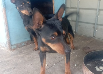 Mini Pinçer, cüt satılır. 3 yaşın içindediler. Çox zirek