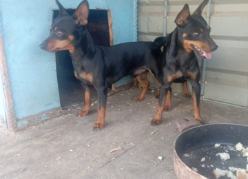 Mini Pinçer, cüt satılır. 3 yaşın içindediler. Çox zirek