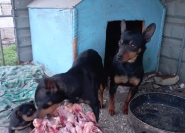 Mini Pinçer, cüt satılır. 3 yaşın içindediler. Çox zirek