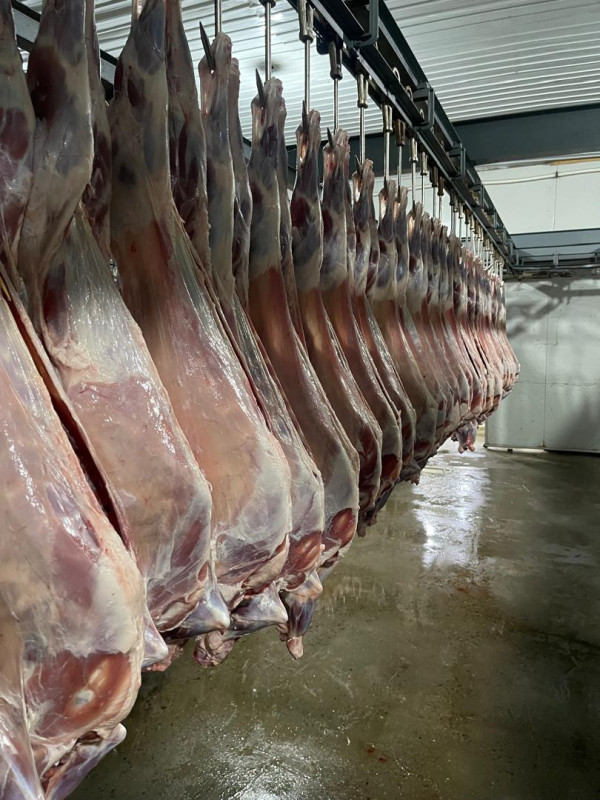 Quzu əti. 8-15kg. Monqolustan/ Halal. 14 manat-1 kg.