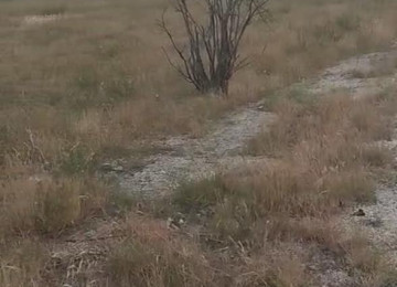 Sea Breeze, 49-cu davam. Pirşağı, kupça-çıxarış,