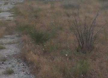 Sea Breeze, 49-cu davam. Pirşağı, kupça-çıxarış,