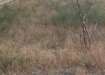 Sea Breeze, 49-cu davam. Pirşağı, kupça-çıxarış,