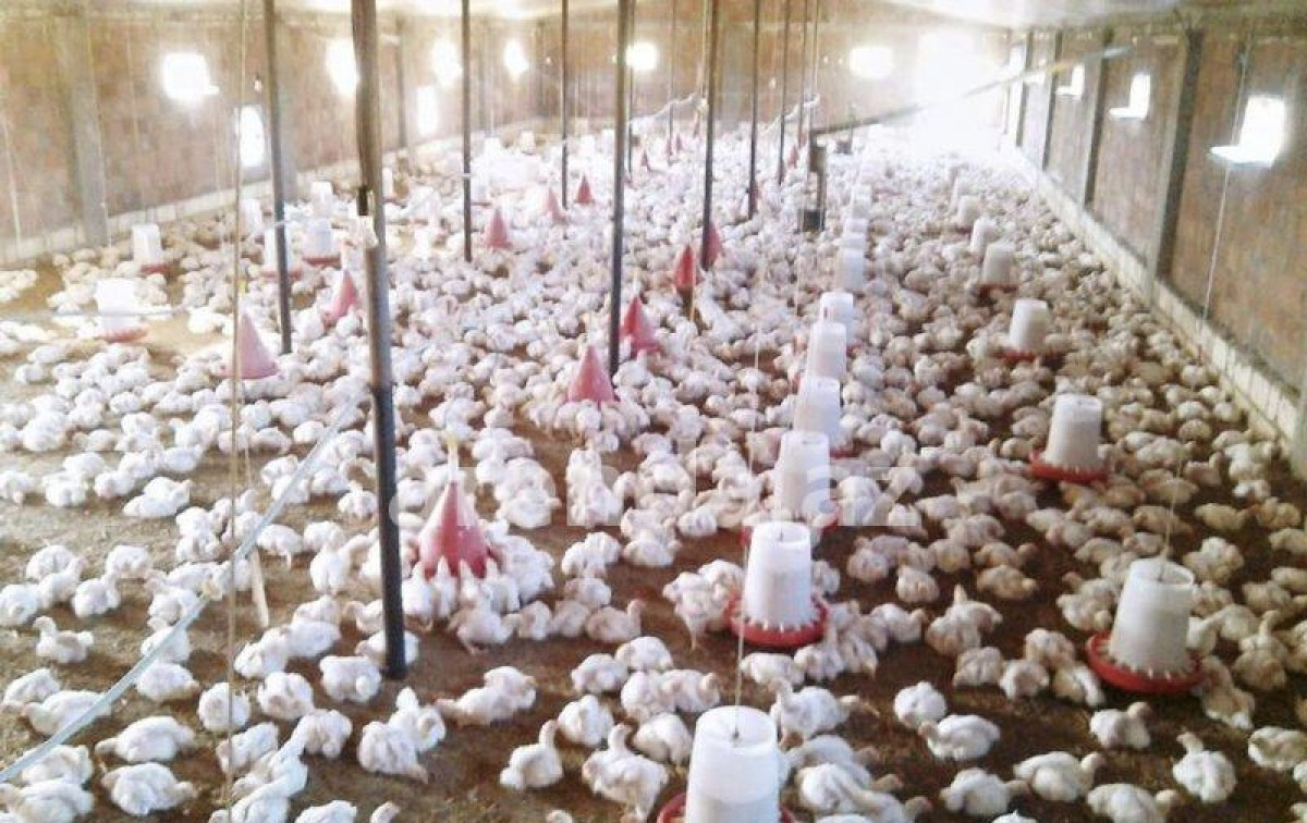Toyuq fermasıdır və toyuqların topdan satışıdır TOYUQLARIN TOPDAN SATIŞI !!! TOYUQ FERMASI MÜŞVİQDƏ