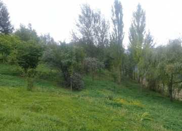 İndi alın, bazara uyğun qiymət qalxacaq. Lahıcda (İsmayıllı