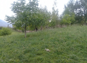 İndi alın, bazara uyğun qiymət qalxacaq. Lahıcda (İsmayıllı