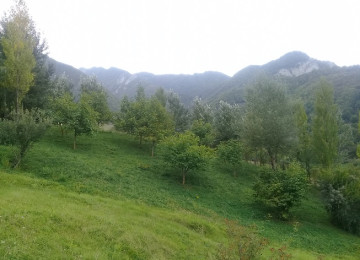 İndi alın, bazara görə qiymət qalxacaq! Lahıcda (İsmayıllı